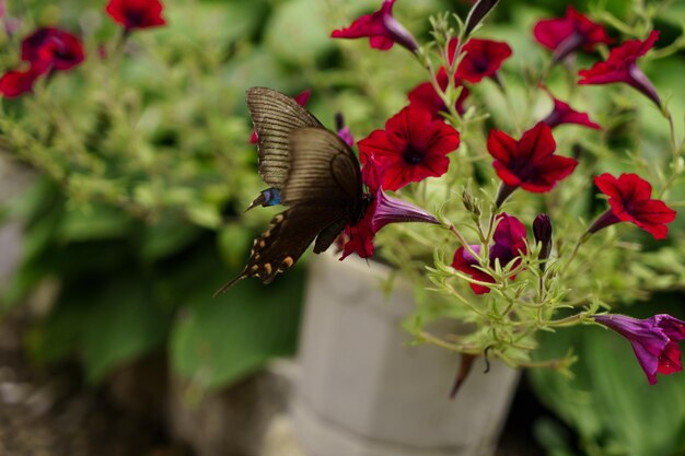 Un haricot à queue d'hirondelle recueille le pollen sur une fleur