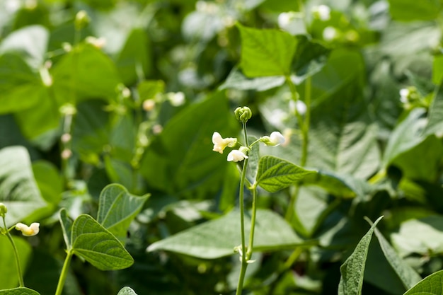 Un haricot qui fleurit pendant la croissance est un champ agricole avec un plant de haricot en été