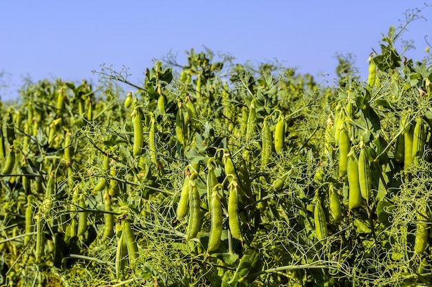 Haricots pois sur les plantes, sur le terrain, sur fond de ciel pur et ensoleillé