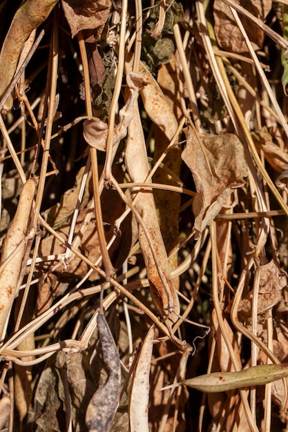 Haricots récoltés pendant le séchage des plantes à l'extérieur