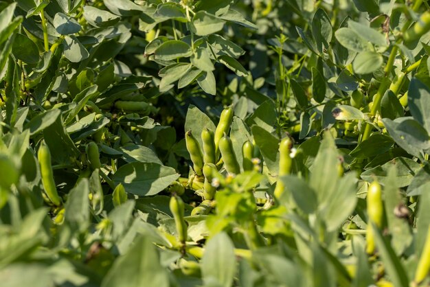 Haricots verts par temps venteux ensoleillé