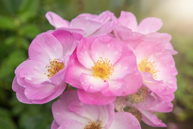 Harkness rosa rose avec de petites fleurs plates roses avec lueur du coucher du soleil