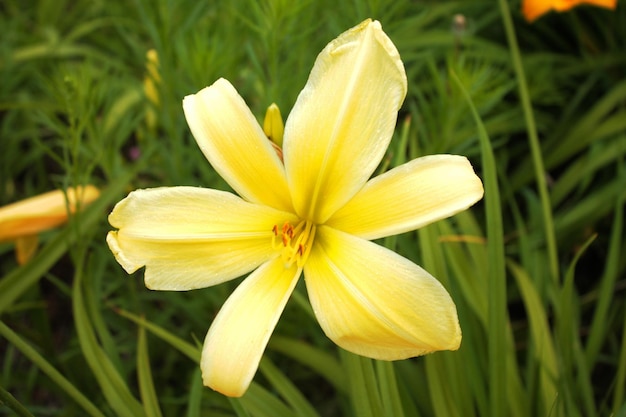 Harmonie de la beauté des pétales de lys