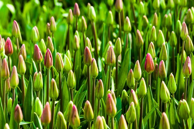 Harmonie des bourgeons de tulipes sur le parterre de fleurs