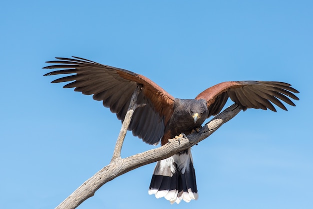 Harris Hawk arrive pour un atterrissage isolé sur ciel bleu