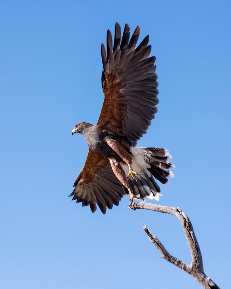 Photo harris hawk au décollage, isolé sur un ciel bleu