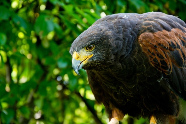 Harris Hawk gros plan portrait.