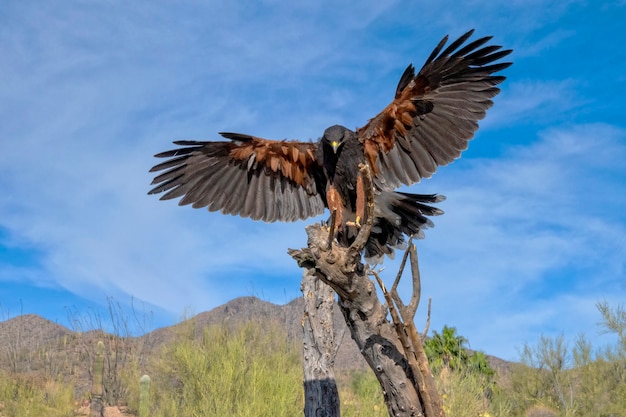 Photo harriss hawk s'apprêtant à atterrir dans le désert de sonora