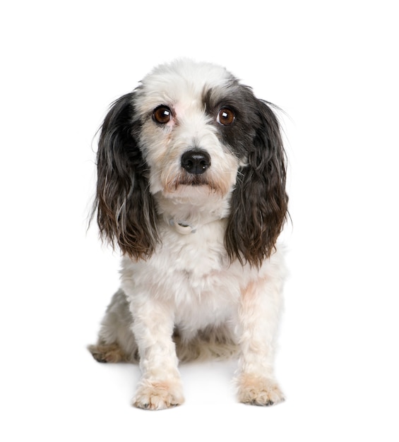 Harvanese Bichon, 4 ans. Portrait de chien isolé