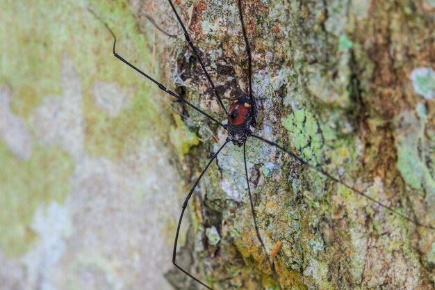 Harvestman araignée ou papa longlegs