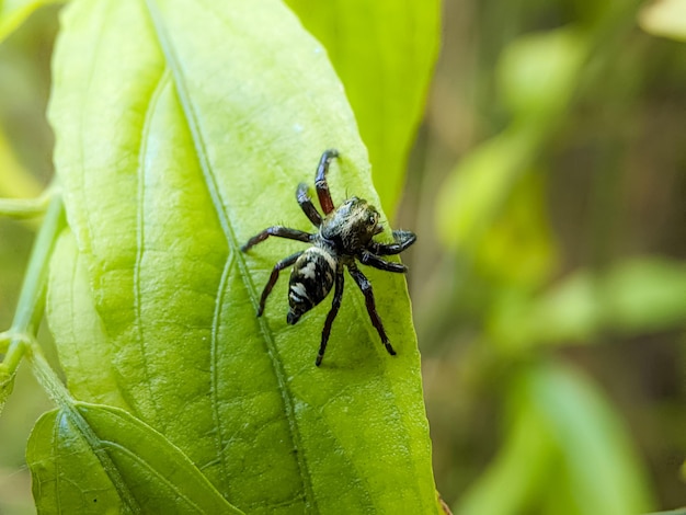 Hasarius adansoni connu sous le nom de cavalier de la maison d'Adanson est une espèce d'araignée sauteuse