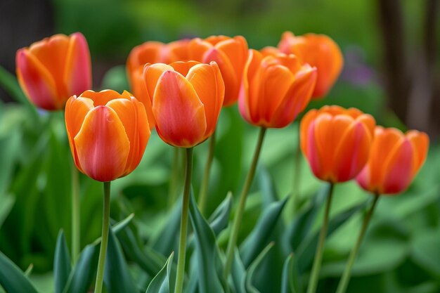 Haut angle vertical de belles tulipes oranges capturées dans un jardin de tulipes