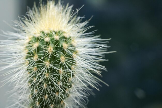 Haut d'un cactus avec des aiguilles en gros plan