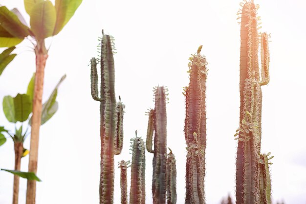 Un haut cactus contre le ciel. Un cactus vert en été.