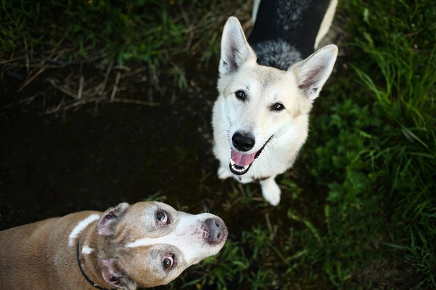 D'en haut Calm Staffordshire Terrier avec fourrure brune et blanche et berger noir gris