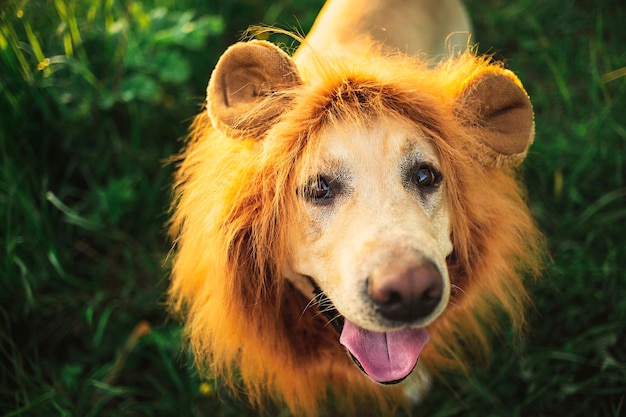 D'en haut d'un chien beige risible avec une fausse crinière rouge mettant la langue en marche sur un pré vert