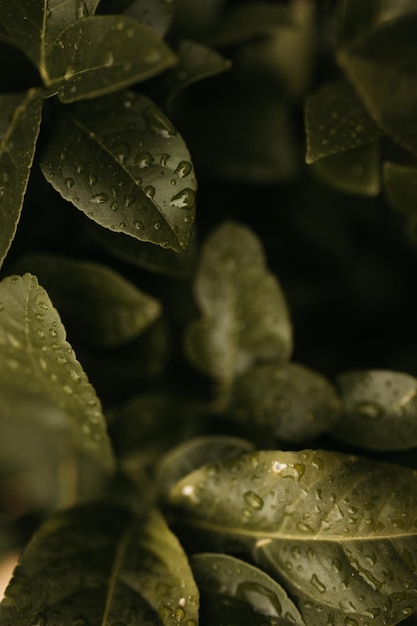 De haut, de l'eau propre tombe sur les feuilles vertes des plantes dans le jardin.