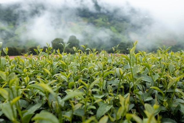 Haut de feuille de thé vert dans la plantation de thé du matin