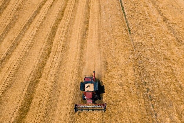 D'en haut de la moissonneuse-batteuse agricole récolte le blé dans le champ en été par une journée ensoleillée au soleil aérienne...