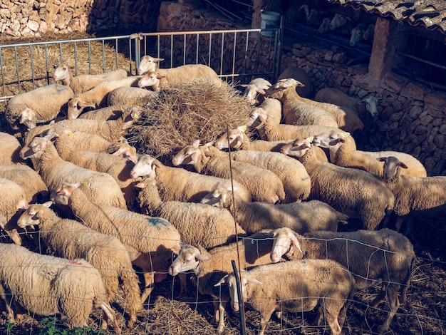 D'en haut, de nombreux moutons debout dans une enceinte près de la clôture et mangeant du foin provenant d'une pile dans une cour de ferme ensoleillée