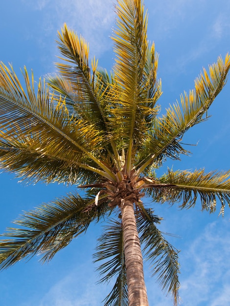 Haut de la palme Stock Island, Floride.