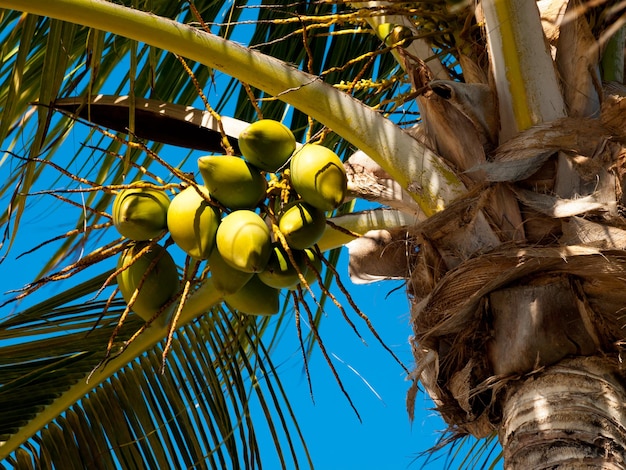 Haut de la palme Stock Island, Floride.