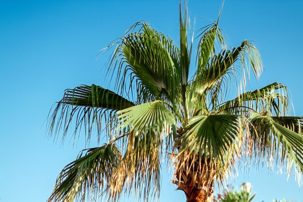 Haut palmier contre le ciel bleu.