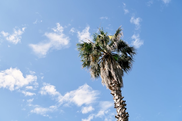 Haut d'un palmier dattier contre un ciel bleu avec des nuages blancs