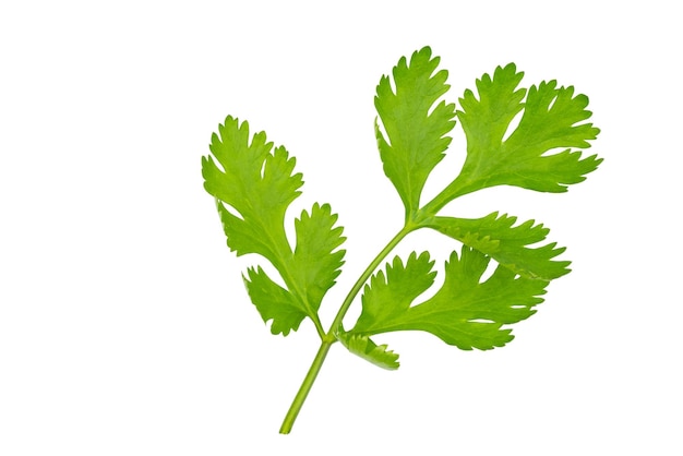 Haute définition de feuille de coriandre verte fraîche isolée sur fond blanc avec un tracé de détourage groupe de feuilles de salade de feuilles de légumes