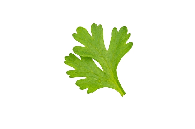 Haute définition de feuille de coriandre verte fraîche isolée sur fond blanc avec un tracé de détourage groupe de feuilles de salade de feuilles de légumes