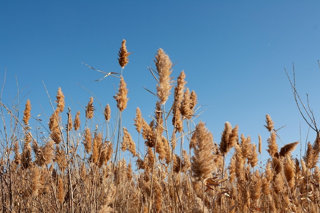 Haute herbe sèche contre le ciel bleu