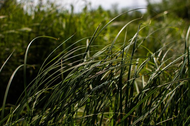 Haute herbe verte dans la forêt d'été