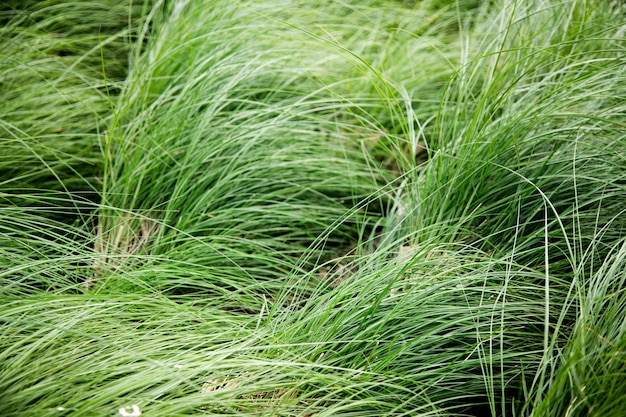 haute herbe verte sur le vent.