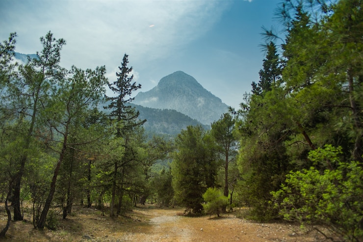 Photo haute montagne et forêt de pins verts l'après-midi en été