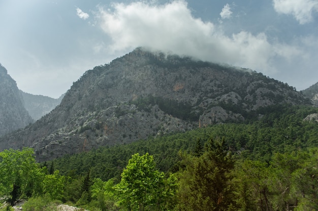 Haute montagne et forêt de pins verts l'après-midi en été