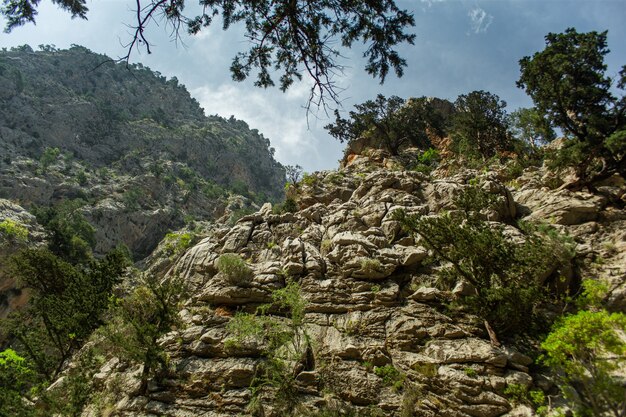 Haute montagne et forêt de pins verts l'après-midi en été