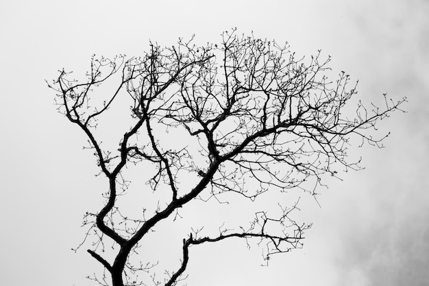 Haute section d'arbre nu contre un ciel dégagé