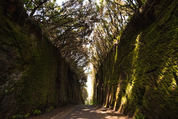 haute végétation à l'intérieur de la forêt