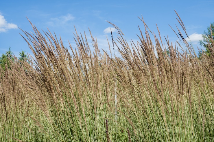 Photo de hautes épis d'herbe contre le ciel bleu.