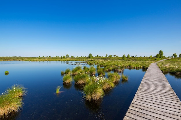 Hautes Fagnes Hautes Fagnes au printemps au parc national de l'Eifel