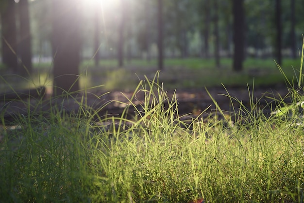 Hautes herbes ensoleillées au crépuscule dans la forêt