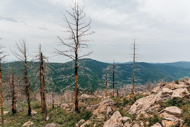 Hautes montagnes de la Russie Mont Falaza avec des arbres brisés par la forêt éolienne après un incendie