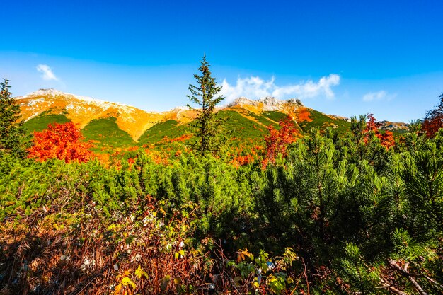 Hautes Tatras enneigées avec des arbres d'automne colorés Randonnée du lac zelene au cottage plesnivec près de la montagne Belianske Tatry Slovaquie