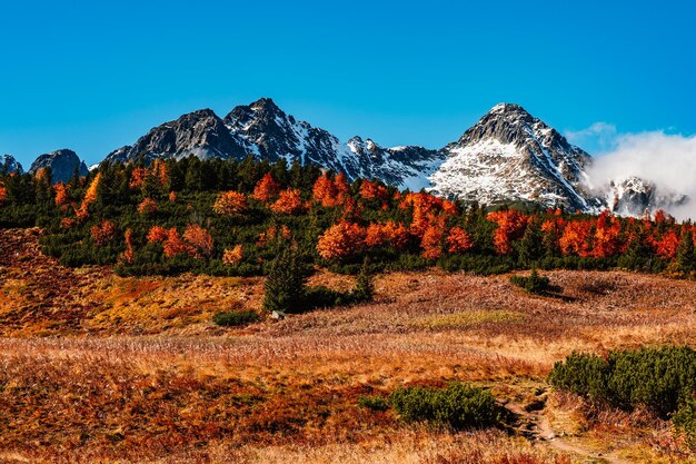 Hautes Tatras enneigées avec des arbres d'automne colorés Randonnée du lac zelene au cottage plesnivec près de la montagne Belianske Tatry Slovaquie