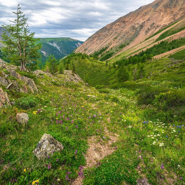 Hautes terres alpines d'été. Chemin à travers une gorge de montagne. Prairie fleurie des hauts plateaux. Fond de nature verdoyante. Vue carrée.