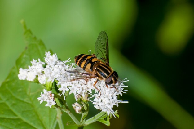 Hauteurs de Vadnais, Minnesota. Forêt John H. Allison. Mouche des fleurs, Helophilus fasciatus se nourrissant de fleur de Snakeroot blanc.