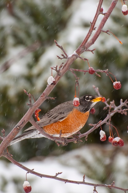 Photo hauteurs de vadnais, minnesota. merle d'amérique, turdus migratorius mangeant des baies d'un pommetier lors d'une chute de neige au printemps.