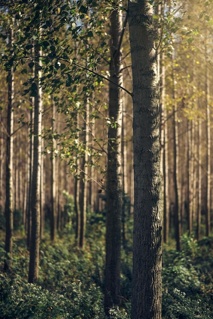 Hauts arbres d'automne dans la forêt à feuilles caduques à la lumière du soleil