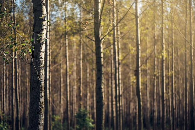 Hauts arbres d'automne dans la forêt à feuilles caduques à la lumière du soleil