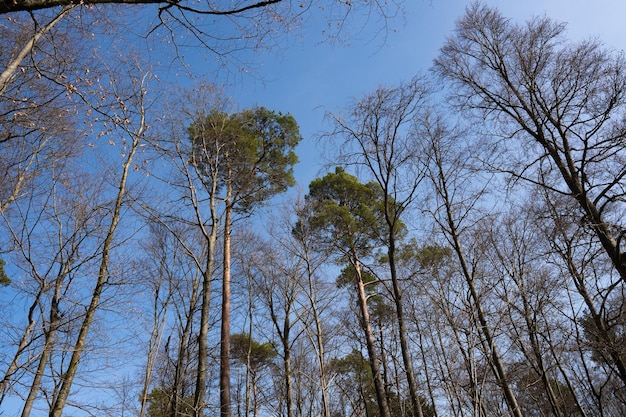 De hauts arbres dans la forêt avec le ciel bleu